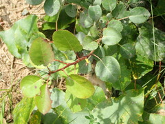 Pyrus communis pyraster