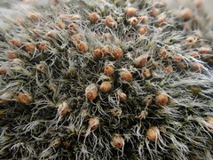 Grimmia crinita
