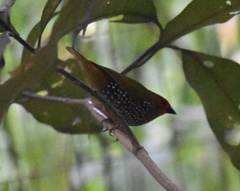 Mandingoa nitidula nitidula