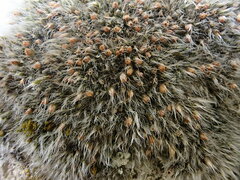 Grimmia crinita