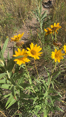 Helianthus maximiliani