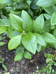 Vaccinium corymbosum