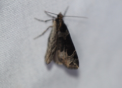 Ecliptopera silaceata