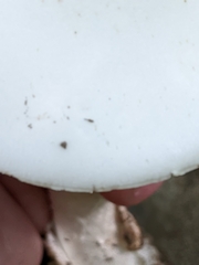 Phalloideae