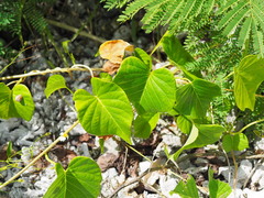 Ipomoea violacea