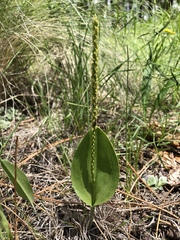 Malaxis macrostachya