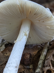 Phalloideae
