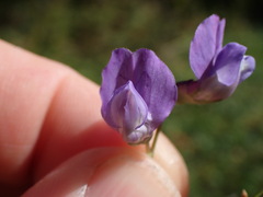 Lathyrus palustris