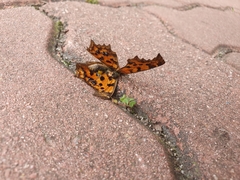 Polygonia c-aureum