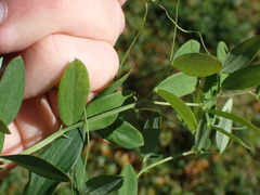 Lathyrus palustris