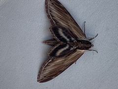 Sphinx kalmiae