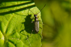 Grammoptera ruficornis