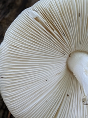 Phalloideae