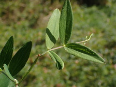 Lathyrus palustris
