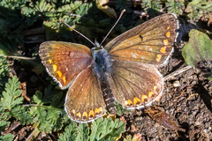 Aricia agestis