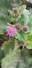 Arctium minus