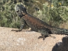 Sceloporus jarrovii