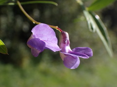 Lathyrus palustris