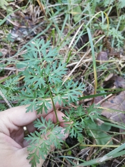 Peucedanum austriacum