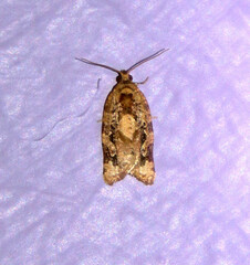 Argyrotaenia montezumae