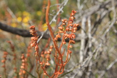 Tersonia cyathiflora