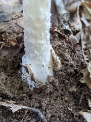 Phalloideae
