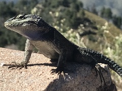 Sceloporus jarrovii