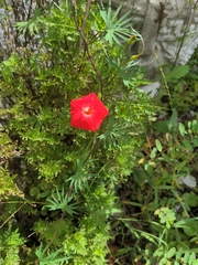 Ipomoea × multifida