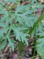 Peucedanum austriacum