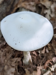 Phalloideae