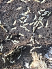 Reticulitermes