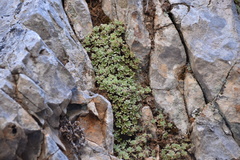 Sedum creticum