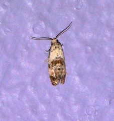 Cochylina