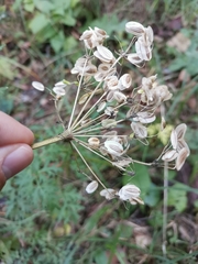 Peucedanum austriacum