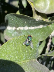 Lucilia sericata