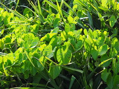 Ipomoea violacea