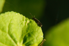Grammoptera ruficornis