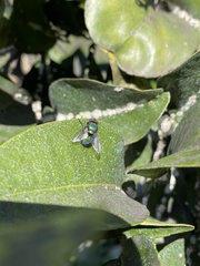 Lucilia sericata