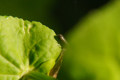 Grammoptera ruficornis