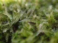 Cephalozia bicuspidata