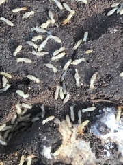Reticulitermes