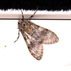 Eucereon myrina