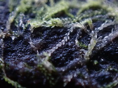 Cephalozia bicuspidata