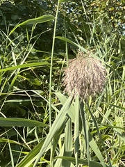 Phragmites