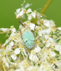 Hoplia parvula