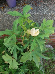 Abelmoschus moschatus