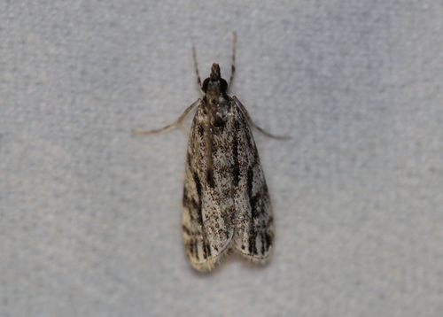 Striped Eudonia Moth photo 6