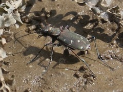 Cicindela duodecimguttata