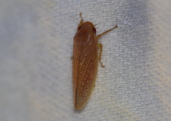 Gyponana