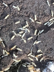 Reticulitermes